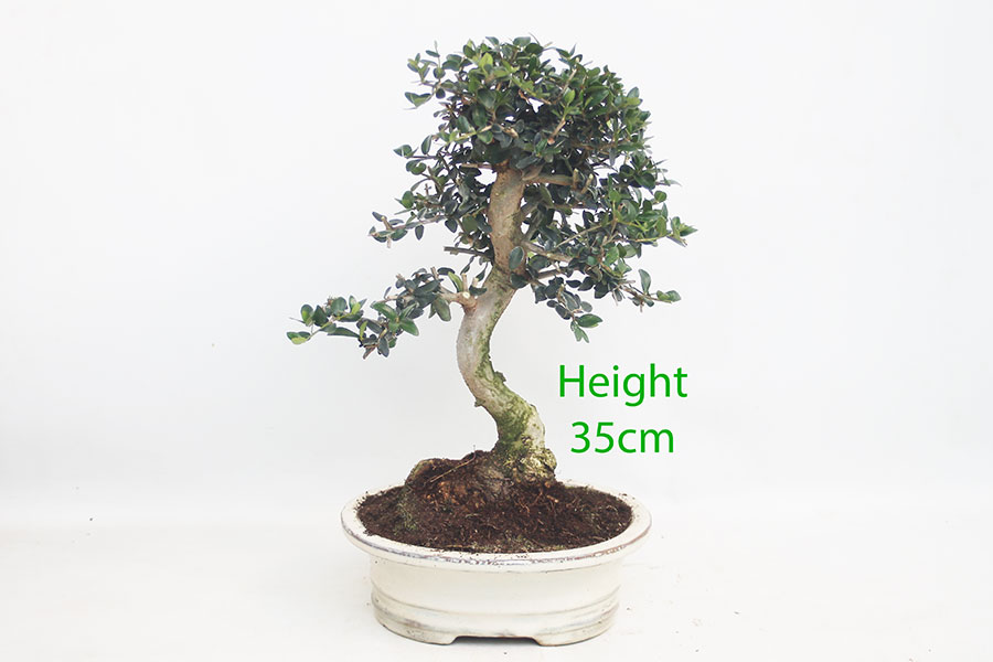 Olive Bonsai Tree Number 45P