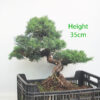 Chinese Juniper Bonsai Tree Part Trained Number 57Y