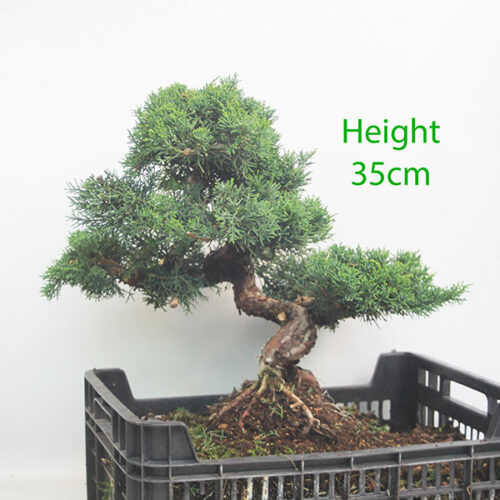 Chinese Juniper Bonsai Tree Part Trained Number 57Y