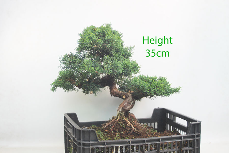 Chinese Juniper Bonsai Tree Part Trained Number 57Y
