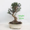 Olive Bonsai Tree Number 314P