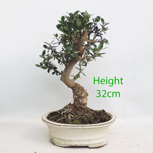 Olive Bonsai Tree Number 314P