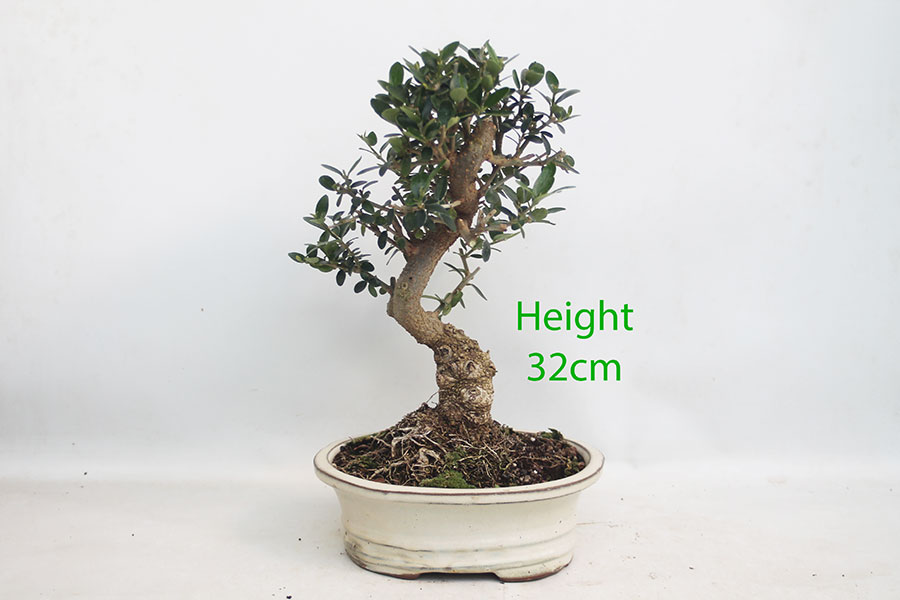 Olive Bonsai Tree Number 314P