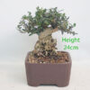 Olive Bonsai Tree Number 237P