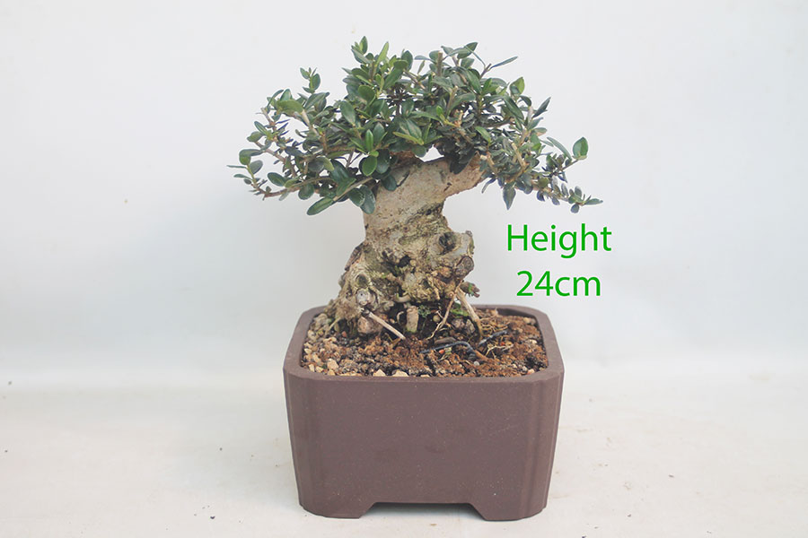 Olive Bonsai Tree Number 237P