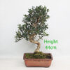 Olive Bonsai Tree Number 349p Clearance Tree