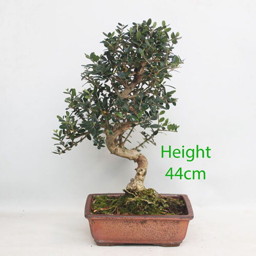 Olive Bonsai Tree Number 349p Clearance Tree