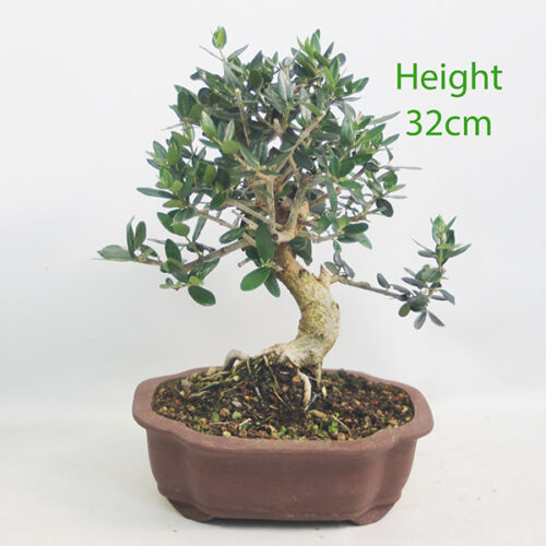 Olive Bonsai Tree Number 103Y