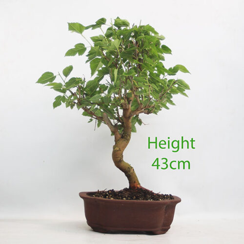 Mulberry Bonsai Tree Number 60Y