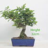 Dwarf Crab Apple Flowering Bonsai Tree Malus Number 109P