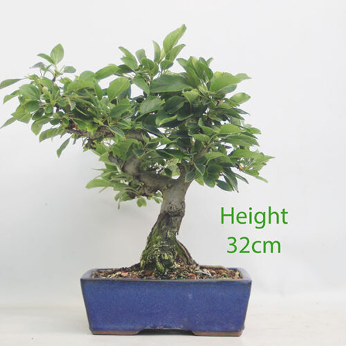 Dwarf Crab Apple Flowering Bonsai Tree Malus Number 109P