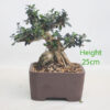 Olive Bonsai Tree Number 178P