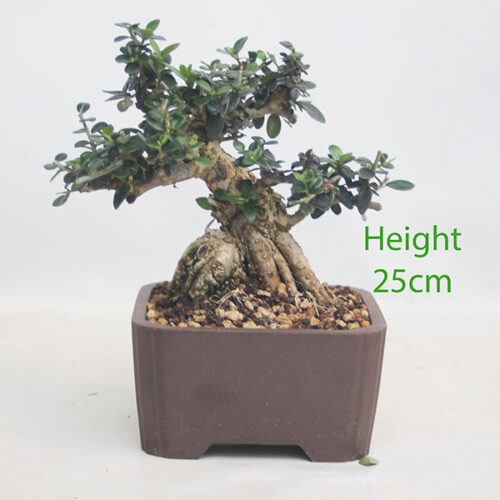 Olive Bonsai Tree Number 178P