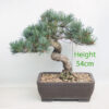 Japanese White Pine Bonsai Tree Number 342P
