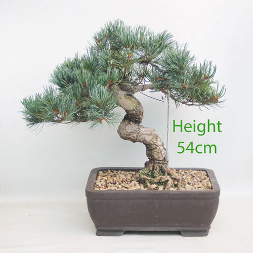 Japanese White Pine Bonsai Tree Number 342P