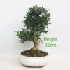 Olive Bonsai Tree Number 77P