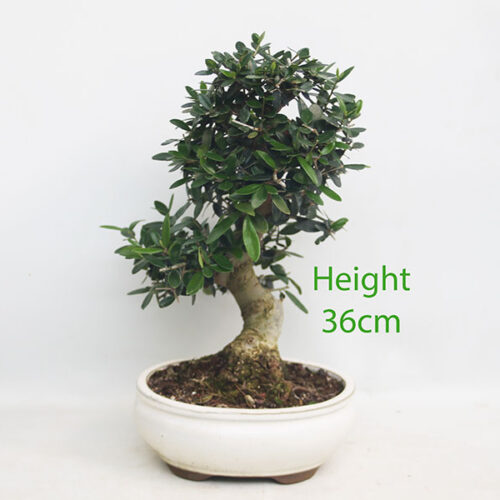 Olive Bonsai Tree Number 77P