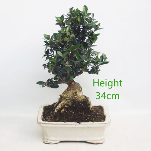 Olive Bonsai Tree Number 97P