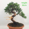 Itoigawa Chinese Juniper Bonsai Tree Part Trained Number 348P