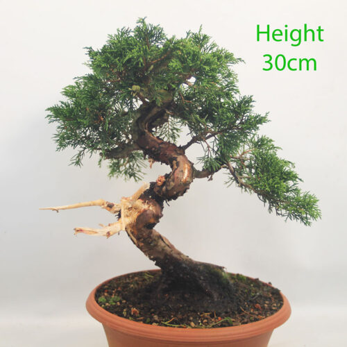 Itoigawa Chinese Juniper Bonsai Tree Part Trained Number 348P