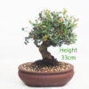 Pistachio Bonsai Tree Number 349P