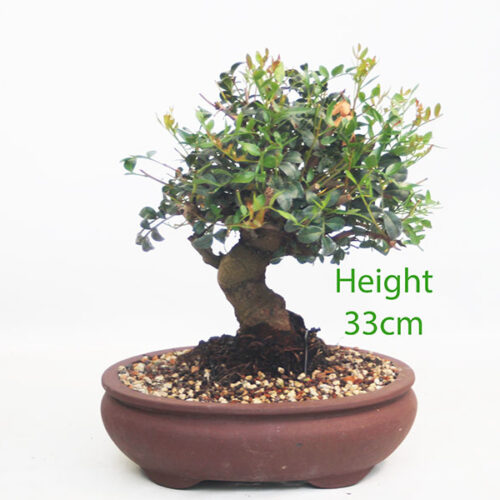 Pistachio Bonsai Tree Number 349P