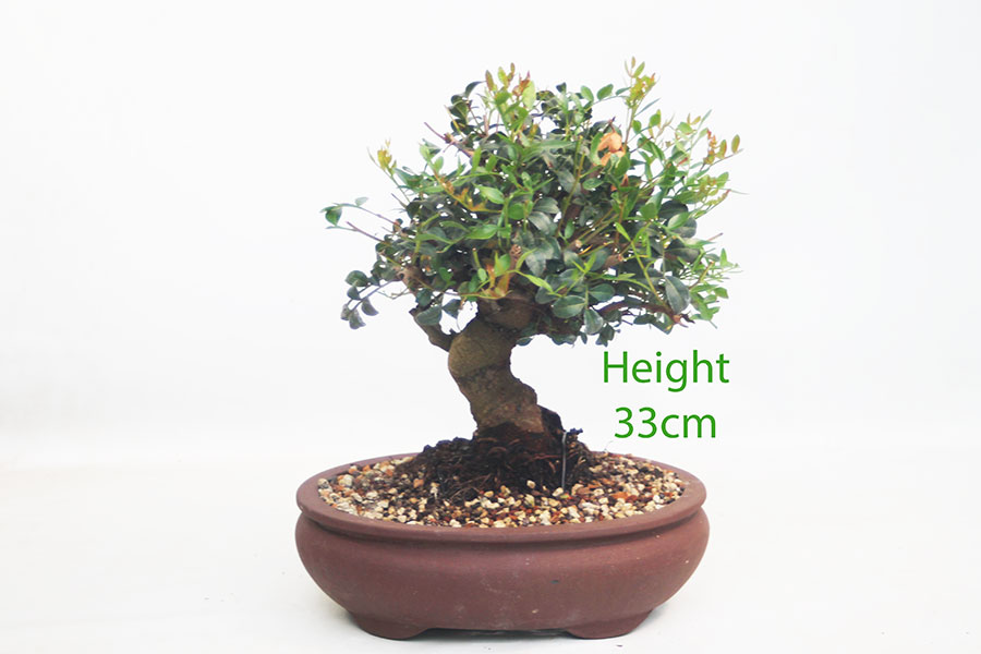 Pistachio Bonsai Tree Number 349P