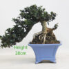 Olive Bonsai Tree Number 321P