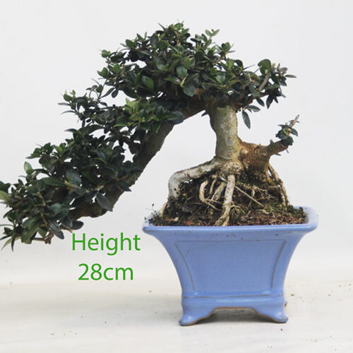 Olive Bonsai Tree Number 321P