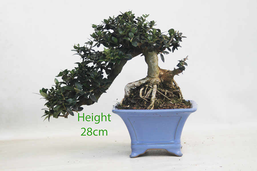 Olive Bonsai Tree Number 321P