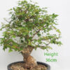 Trident Maple Bonsai Tree Part Trained Number 11P