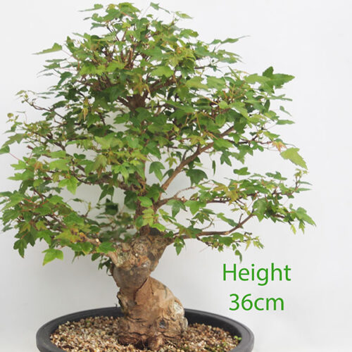 Trident Maple Bonsai Tree Part Trained Number 11P