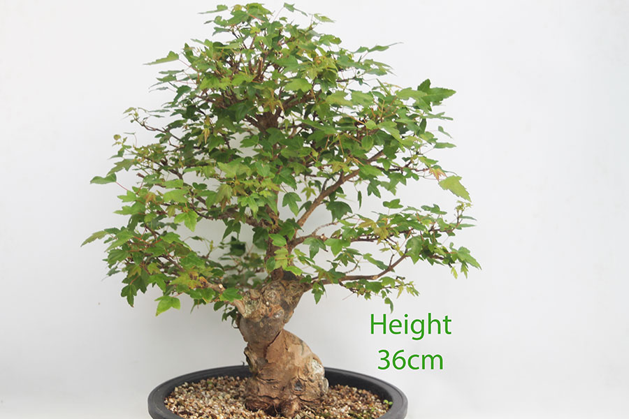 Trident Maple Bonsai Tree Part Trained Number 11P