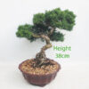 Chinese Juniper Bonsai Tree Number 60Y