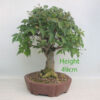 Zelkova Serrata Japanese Elm Bonsai Tree Number 142P