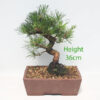 Black Pine Bonsai Tree Pinus Thunbergii Number 67P
