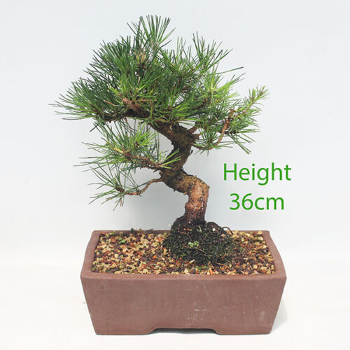 Black Pine Bonsai Tree Pinus Thunbergii Number 67P