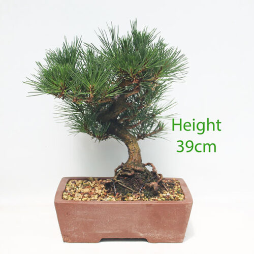 Black Pine Bonsai Tree Pinus Thunbergii Number 4Y