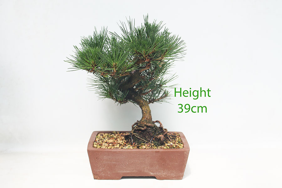 Black Pine Bonsai Tree Pinus Thunbergii Number 4Y
