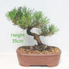 Black Pine Bonsai Tree Pinus Thunbergii Number 77P