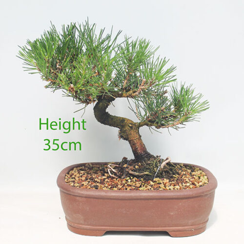 Black Pine Bonsai Tree Pinus Thunbergii Number 77P