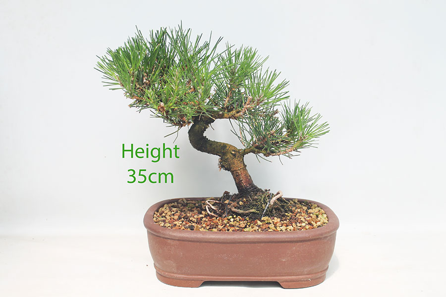 Black Pine Bonsai Tree Pinus Thunbergii Number 77P