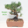 Black Pine Bonsai Tree Pinus Thunbergii Number 94Y