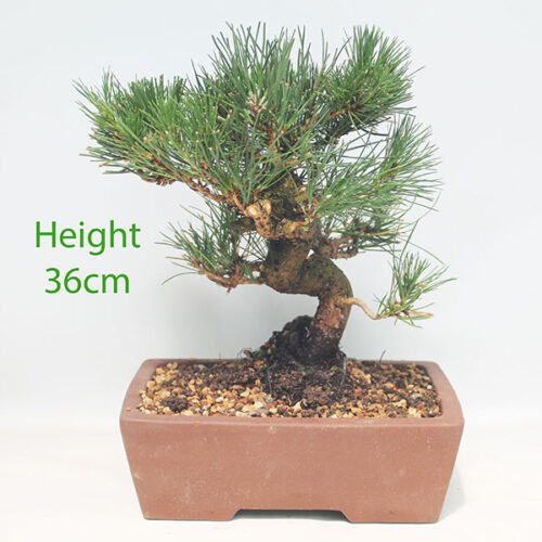 Black Pine Bonsai Tree Pinus Thunbergii Number 94Y