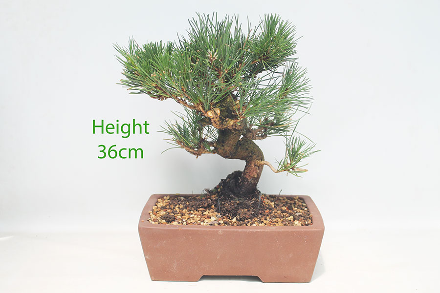 Black Pine Bonsai Tree Pinus Thunbergii Number 94Y
