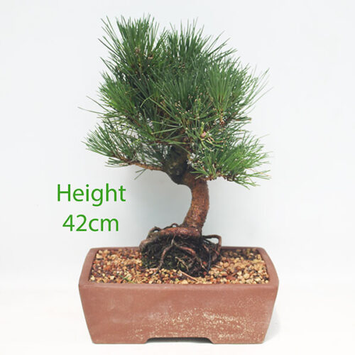 Black Pine Bonsai Tree Pinus Thunbergii Number 255P