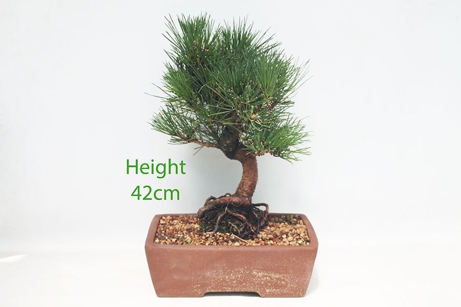 Black Pine Bonsai Tree Pinus Thunbergii Number 255P
