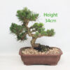 Dwarf Black Pine Bonsai Tree Pinus Thunbergii Number 339P
