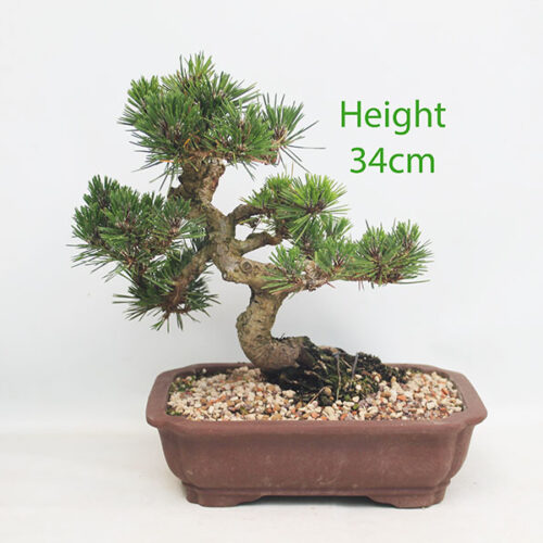 Dwarf Black Pine Bonsai Tree Pinus Thunbergii Number 339P