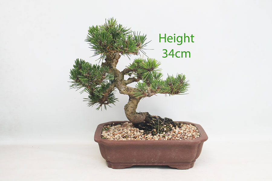 Dwarf Black Pine Bonsai Tree Pinus Thunbergii Number 339P
